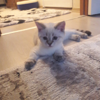 Scottish Fold, Kedi  Marsel fotoğrafı