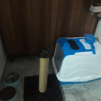 Scottish Fold, Kedi  Marsel fotoğrafı