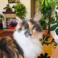 Ragamuffin, Kedi  İnci fotoğrafı