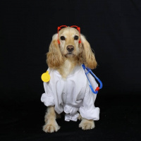 Amerikan Cocker Spaniel, Köpek  Tekila fotoğrafı