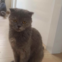 Scottish Fold, Kedi  Opia fotoğrafı