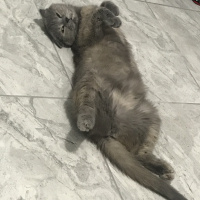 Scottish Fold, Kedi  Opia fotoğrafı