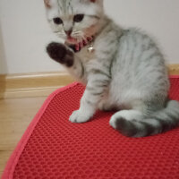 British Shorthair, Kedi  Latte fotoğrafı