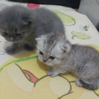 British Shorthair, Kedi  Latte fotoğrafı