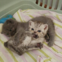 British Shorthair, Kedi  Latte fotoğrafı