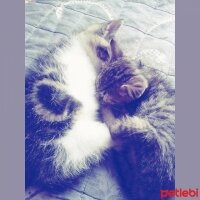 Tekir Kedi, Kedi  tekır ve pamugum  fotoğrafı