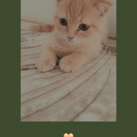 Scottish Fold, Kedi  Pars fotoğrafı