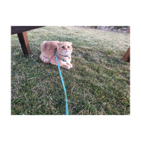 Scottish Fold, Kedi  Pars fotoğrafı