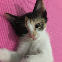 Siyam Kedisi, Kedi  benekli fotoğrafı