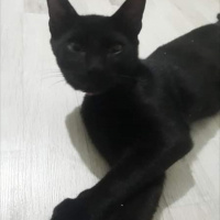 Tekir Kedi, Kedi  Eros ve zeus fotoğrafı