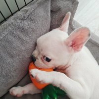 Fransız Bulldog, Köpek  Sky fotoğrafı