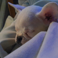 Fransız Bulldog, Köpek  Sky fotoğrafı