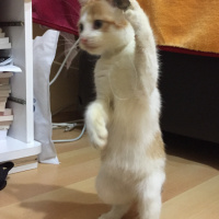 Tekir Kedi, Kedi  Mia fotoğrafı