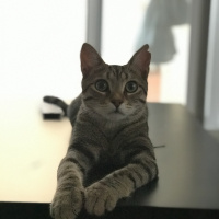 Tekir Kedi, Kedi  Fındık fotoğrafı