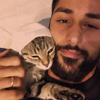 Tekir Kedi, Kedi  Fındık fotoğrafı