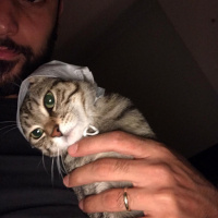 Tekir Kedi, Kedi  Fındık fotoğrafı