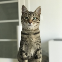 Tekir Kedi, Kedi  Fındık fotoğrafı