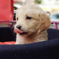 Golden Retriever, Köpek  Mia fotoğrafı