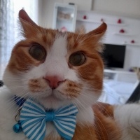 Sarman, Kedi  Toprak fotoğrafı