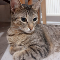 Tekir Kedi, Kedi  Spil fotoğrafı