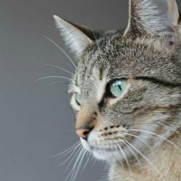 Tekir Kedi, Kedi  Spil fotoğrafı