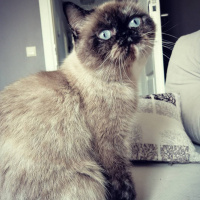 British Shorthair, Kedi  KUZ fotoğrafı