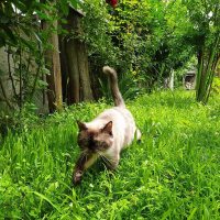 British Shorthair, Kedi  KUZ fotoğrafı
