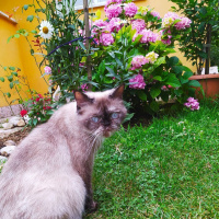British Shorthair, Kedi  KUZ fotoğrafı