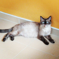 British Shorthair, Kedi  KUZ fotoğrafı