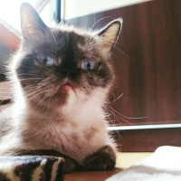 British Shorthair, Kedi  KUZ fotoğrafı