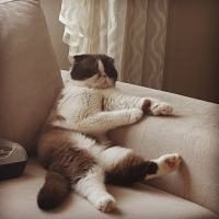 Scottish Fold, Kedi  Dop fotoğrafı