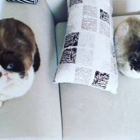 Scottish Fold, Kedi  Dop fotoğrafı