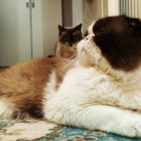 Scottish Fold, Kedi  Dop fotoğrafı