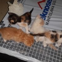 Ankara Kedisi, Kedi  Minik patiler fotoğrafı