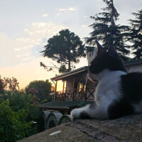 Tuxedo (Smokin) Kedi, Kedi  Karam fotoğrafı