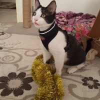 Tuxedo (Smokin) Kedi, Kedi  Aristo fotoğrafı