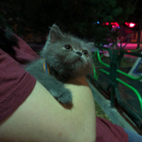 British Shorthair, Kedi  Harley fotoğrafı