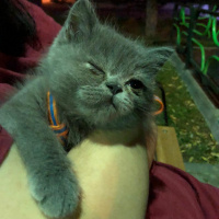 British Shorthair, Kedi  Harley fotoğrafı