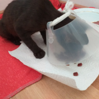 Tekir Kedi, Kedi  Şanslı fotoğrafı
