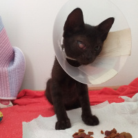 Tekir Kedi, Kedi  Şanslı fotoğrafı