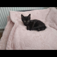 Tekir Kedi, Kedi  Batman fotoğrafı