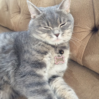 British Shorthair, Kedi  Müezza fotoğrafı