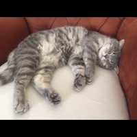 British Shorthair, Kedi  Müezza fotoğrafı