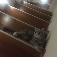 British Shorthair, Kedi  Müezza fotoğrafı