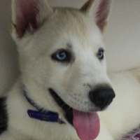 Sibirya Kurdu (Husky), Köpek  İce fotoğrafı