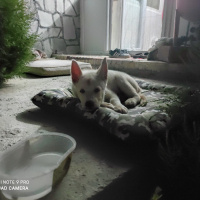 Sibirya Kurdu (Husky), Köpek  İce fotoğrafı