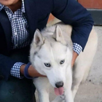 Sibirya Kurdu (Husky), Köpek  İce fotoğrafı