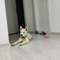 Sibirya Kurdu (Husky), Köpek  İce fotoğrafı