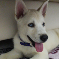 Sibirya Kurdu (Husky), Köpek  İce fotoğrafı
