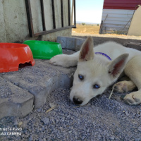 Sibirya Kurdu (Husky), Köpek  İce fotoğrafı